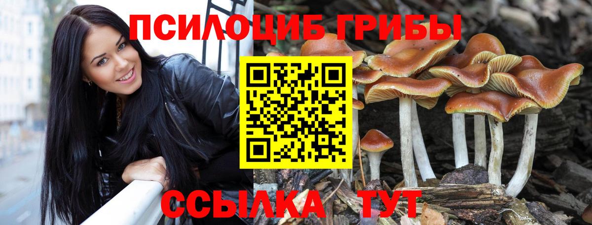 Псилоцибиновые грибы прущие грибы Великий Устюг